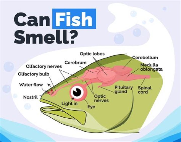 Why does frozen fish smell fishy?