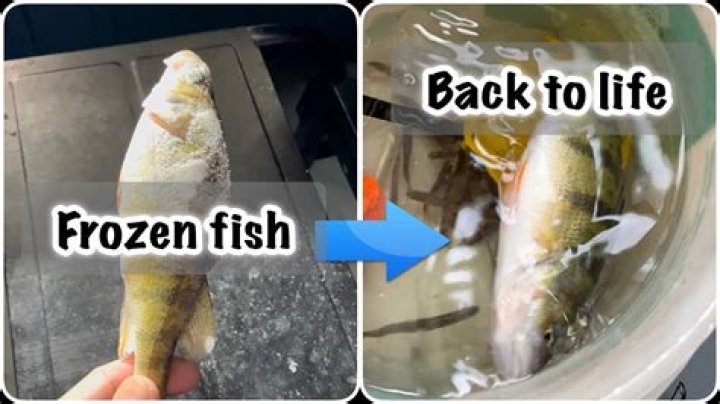 Why does frozen fish turn yellow?