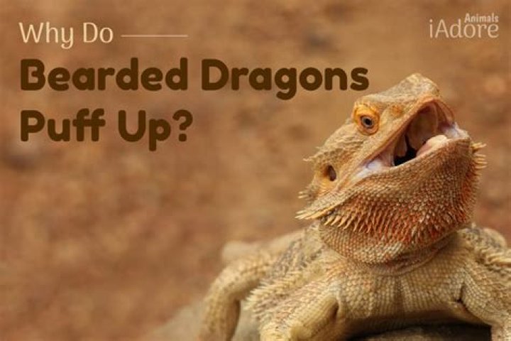 Why does my bearded dragon go flat?