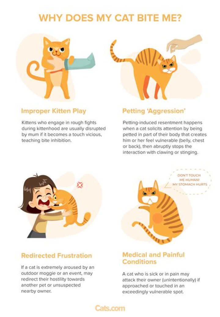Why does my cat just walk up to me and bite me?