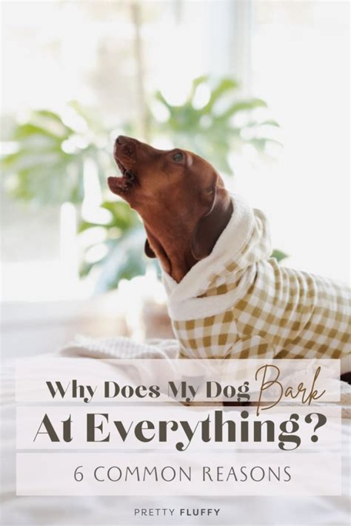 Why does my dog bark at my boyfriend?