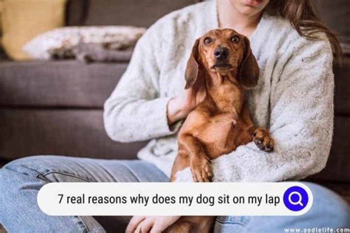 Why does my dog go crazy on the couch?