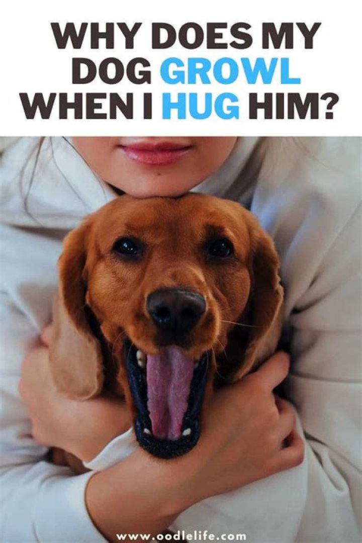 Why does my dog growl then kiss me?