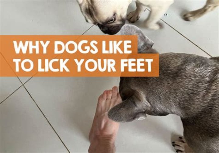Why does my dog lick my feet when I get out of the shower?