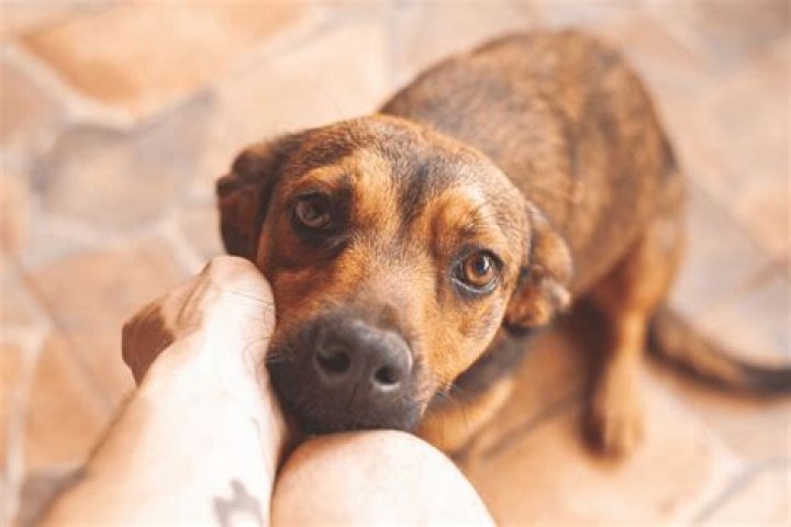 Why does my dog nibble my fingers?