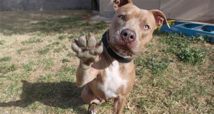 Why does my dog paw at me?