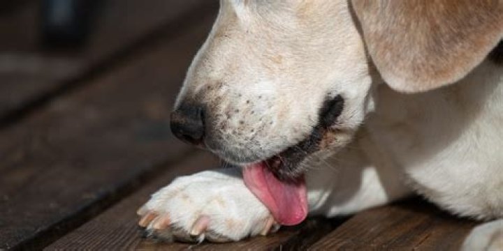 Why does my dog put his paw in his mouth?