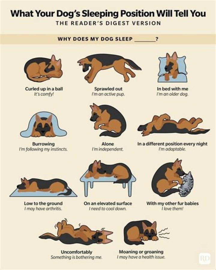 Why does my dog sleep in my babies room?