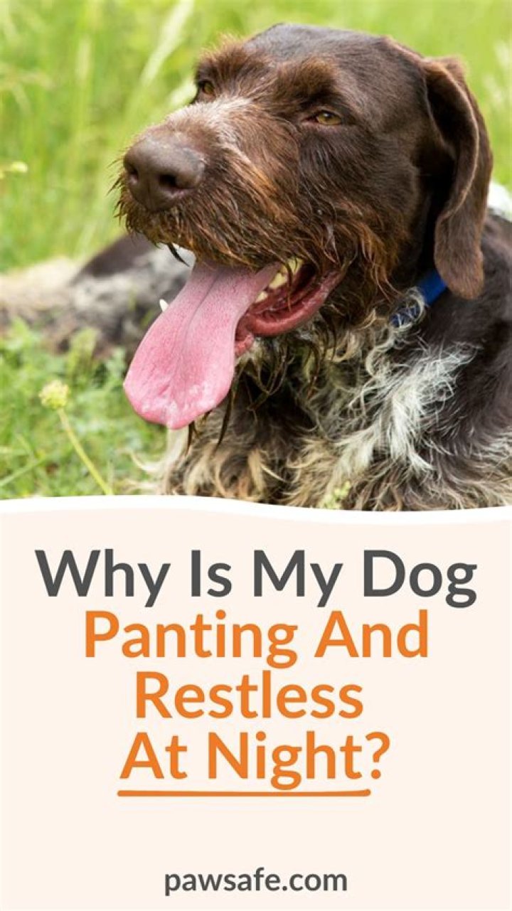 Why does my dog squint when I talk to her?