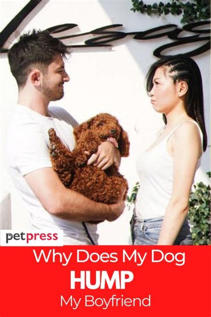 Why does my dog try to hump my girlfriend?
