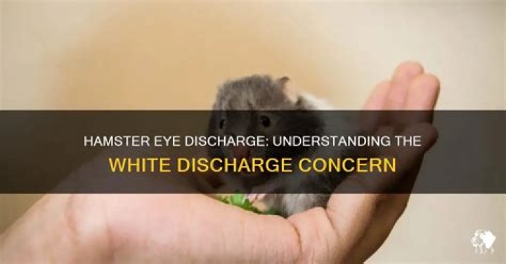 Why does my hamster have white discharge?