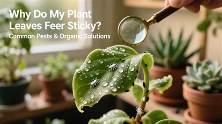 Why does my plant cry?