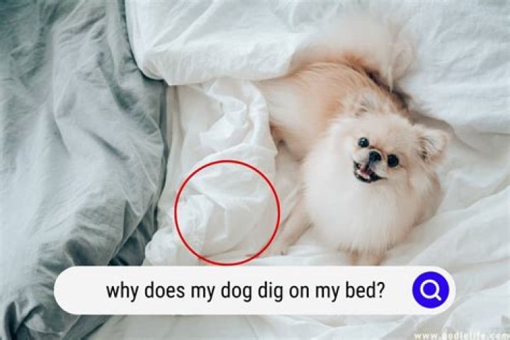 Why does my puppy dig on my bed?
