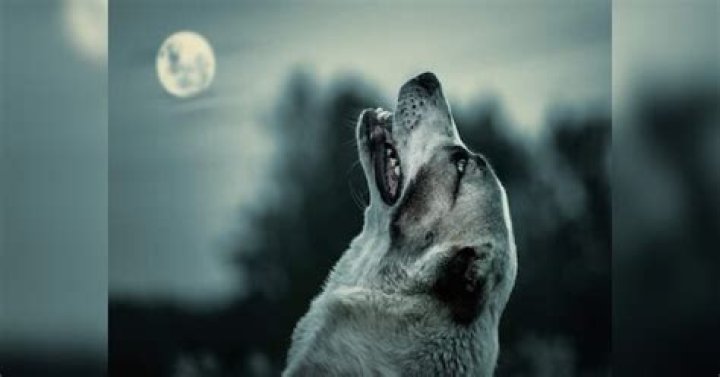 Why does the dog cry at night?