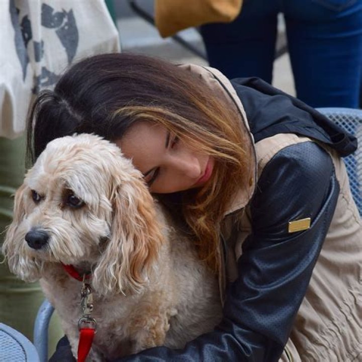Why don't dogs like when you look them in the eyes?