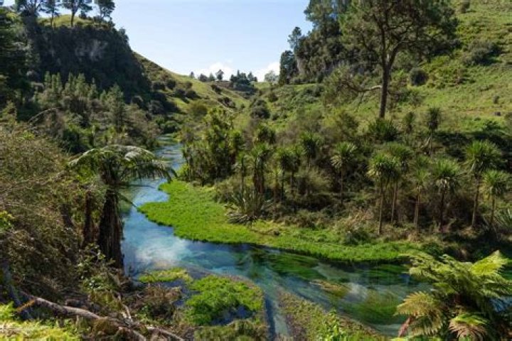 Why have most of New Zealand's forest been cut?