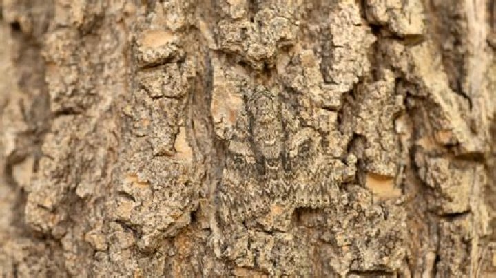 Why is camouflage banned in Barbados?