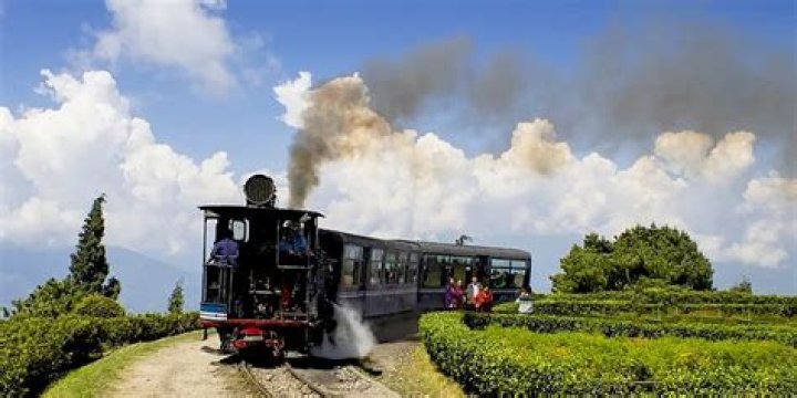 Why is Darjeeling tea so hard to find?