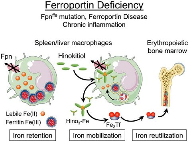 Why is ferritin high in inflammation?