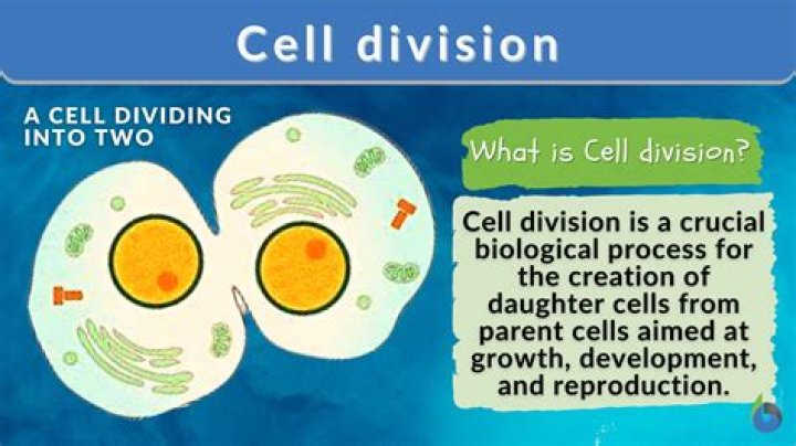 Why is it important that DNA replication take place before cell division what would happen if cell division of the body cell took place without DNA replication?