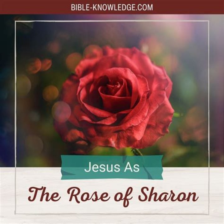 Why is Jesus called the Rose of Sharon?