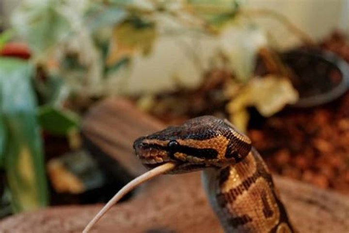 Why is my ball python making coughing noises?