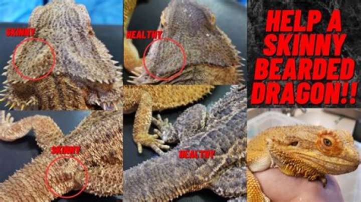 Why is my bearded dragons tail black?