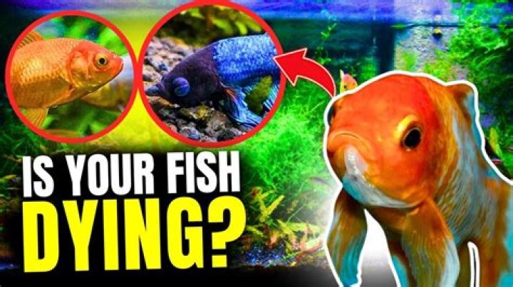 Why is my fish dying slowly?