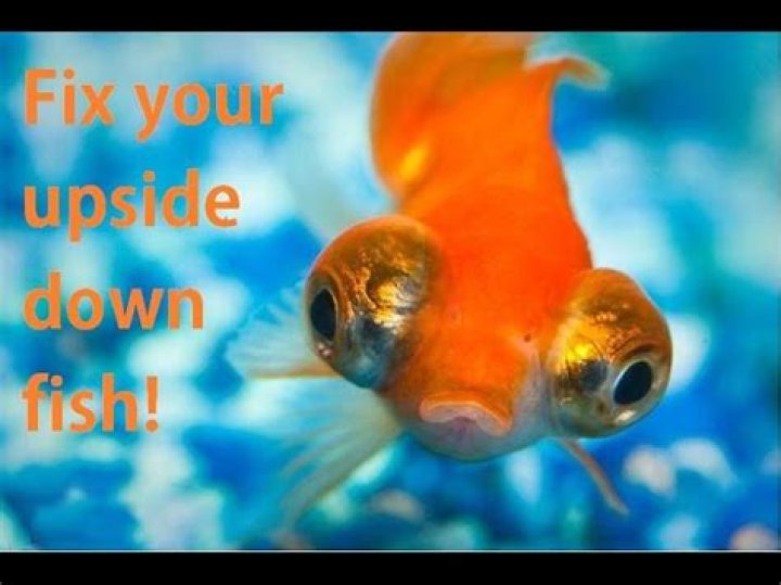 Why is my fish upside down and not moving?