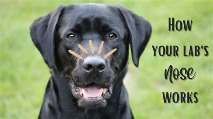Why is my labs nose turning pink?