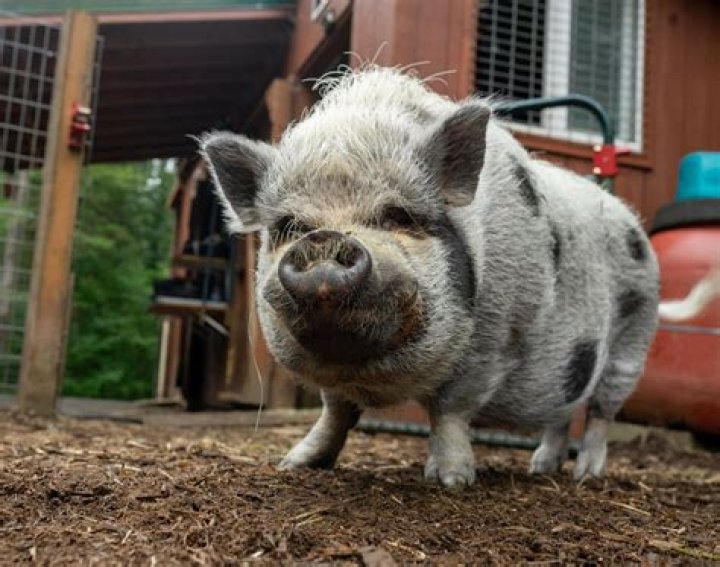 Why is my mini pig shaking?