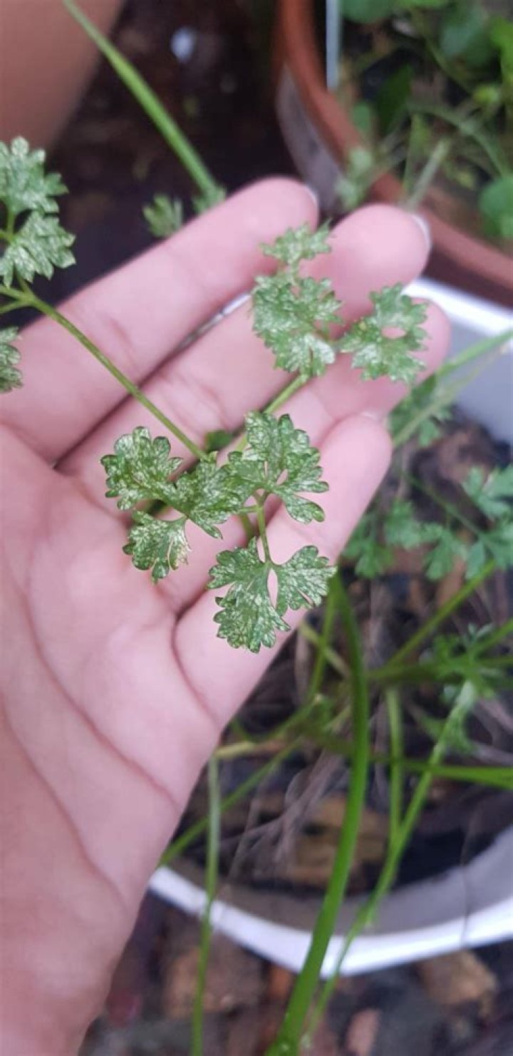 Why is my parsley turning white?