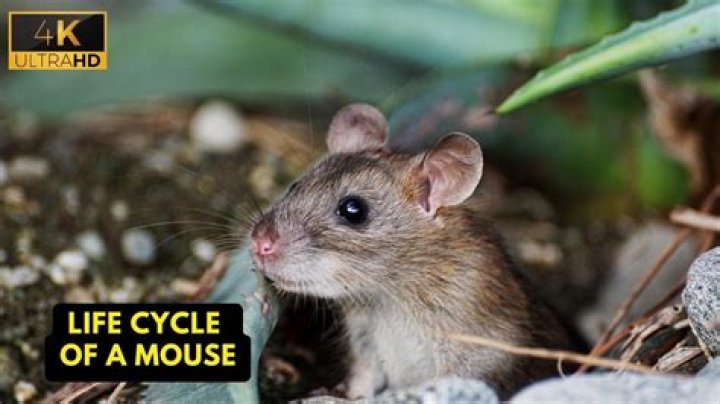 Why is the mouse not taking the bait?