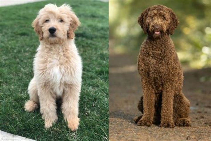 Why isn't my Labradoodle curly?
