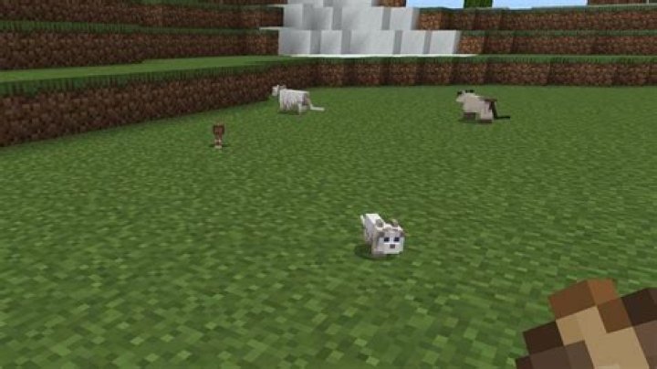Why won't cats spawn in my village?