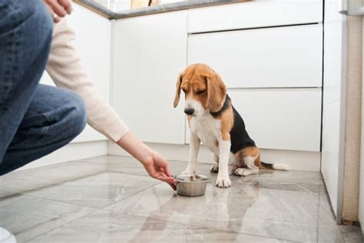 Why won't my dog eat his food but will eat treats?