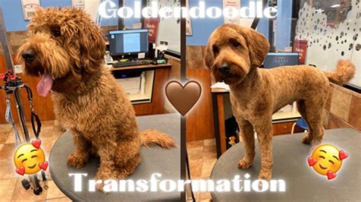 Why you shouldn't get a goldendoodle?