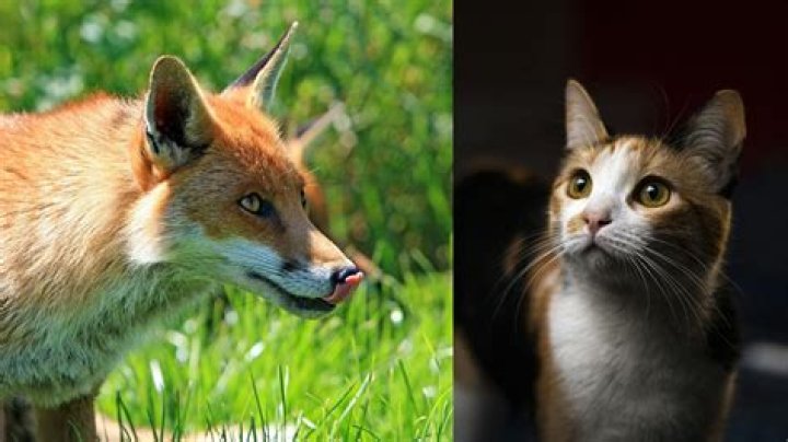 Will a fox eat a kitten?