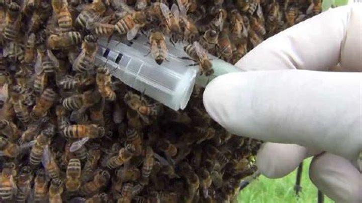 Will a swarm return to the hive?