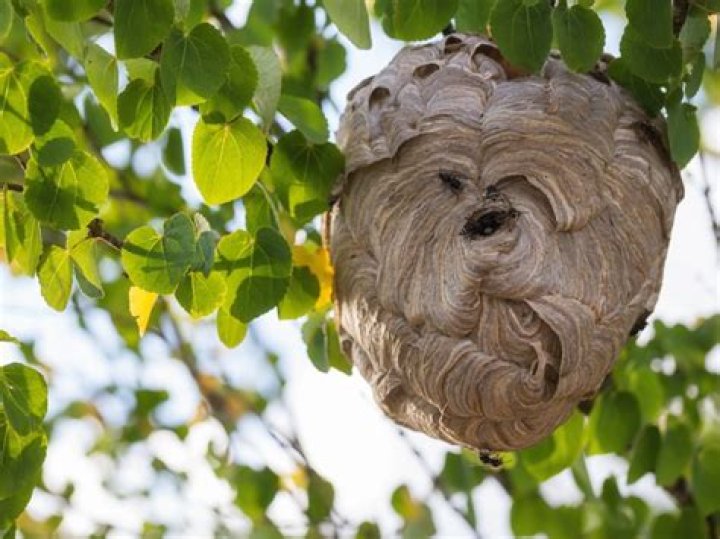 Will bees wait for you above water?