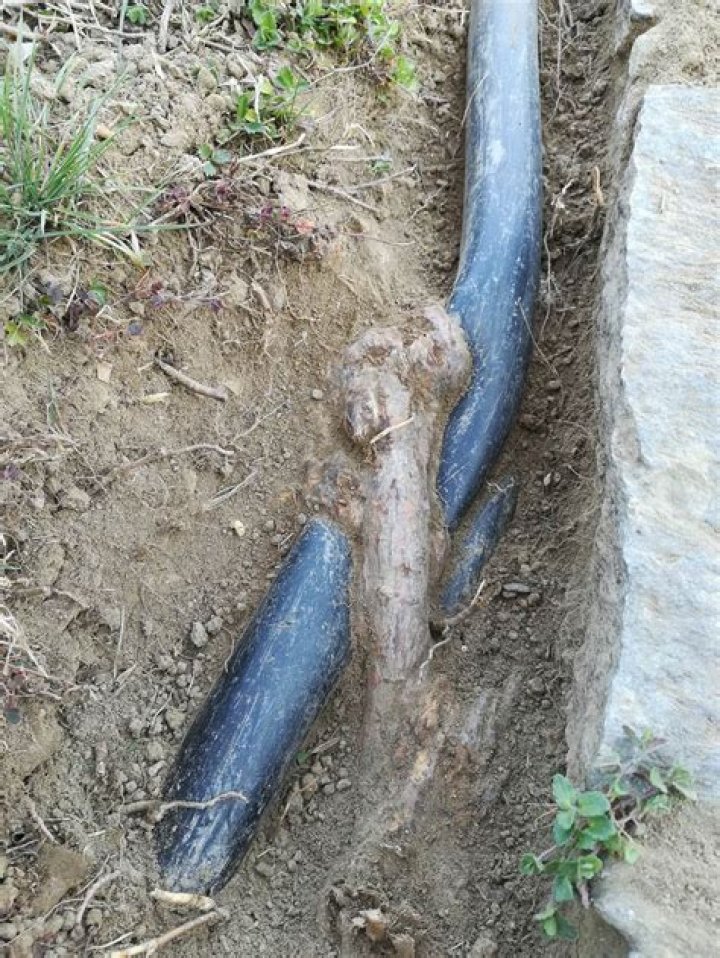 Will copper sulfate kill roots in sewer line?