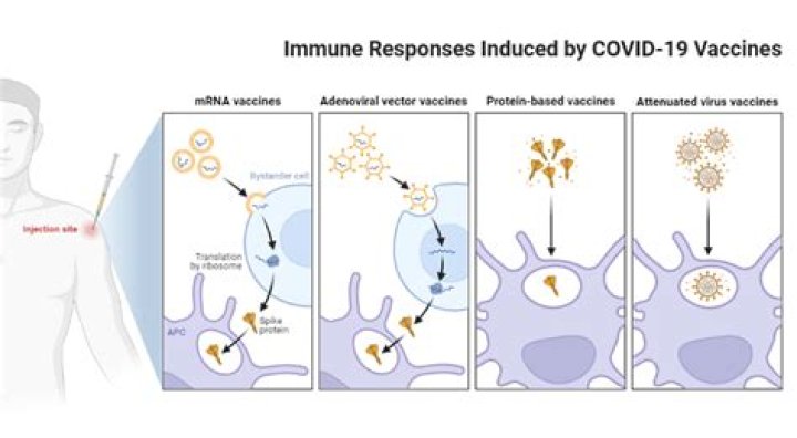 Will doxycycline interfere with Covid vaccine?