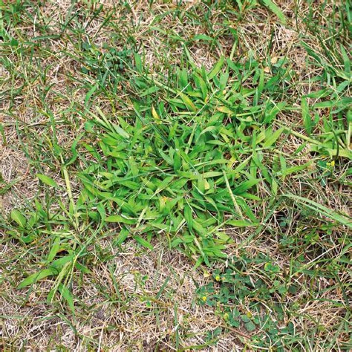 Will grass outcompete weeds?