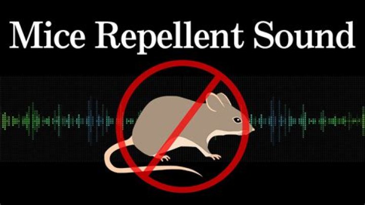 Will loud music scare mice?