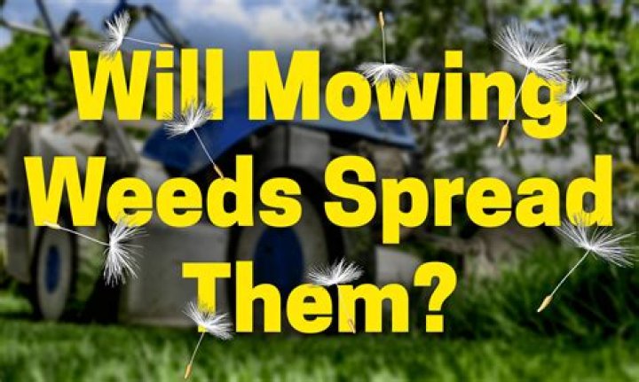 Will mowing weeds spread them?