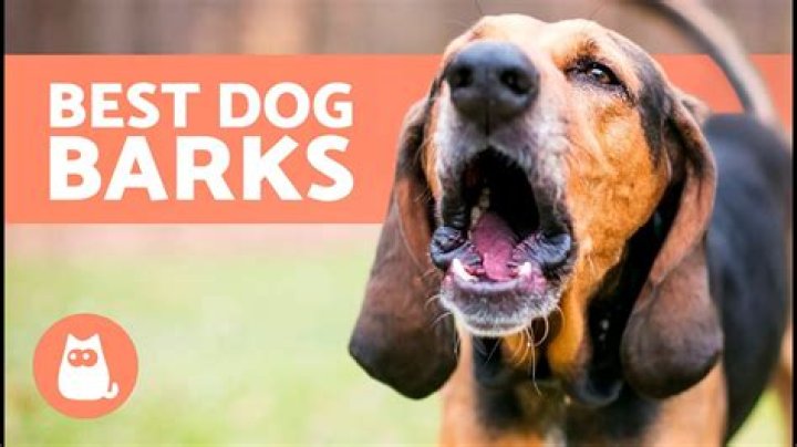 Will my dog bark if someone breaks in?