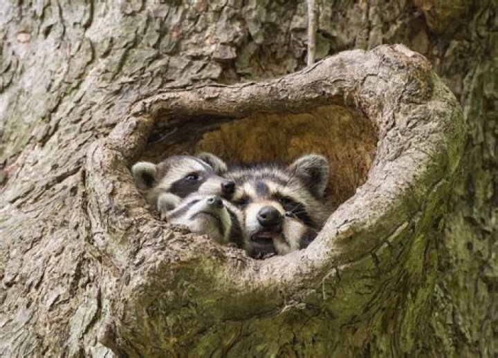 Will red pepper flakes keep raccoons away?