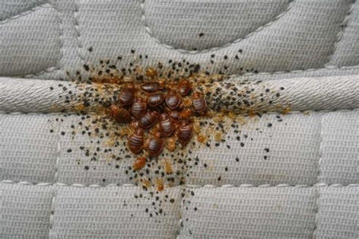 Will roaches eat bed bugs?
