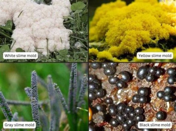 Will slime mold hurt plants?