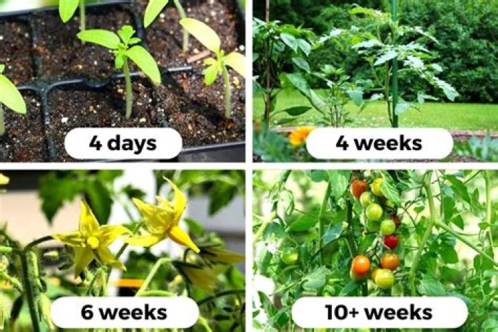 Will tomato plants keep producing?